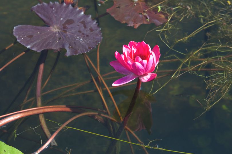 Lotus flower in Myanmar