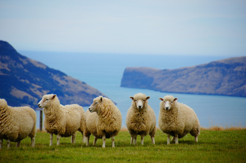 Sheep's wool